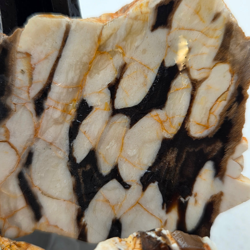 Australian Peanut Wood (Sold by the gram)