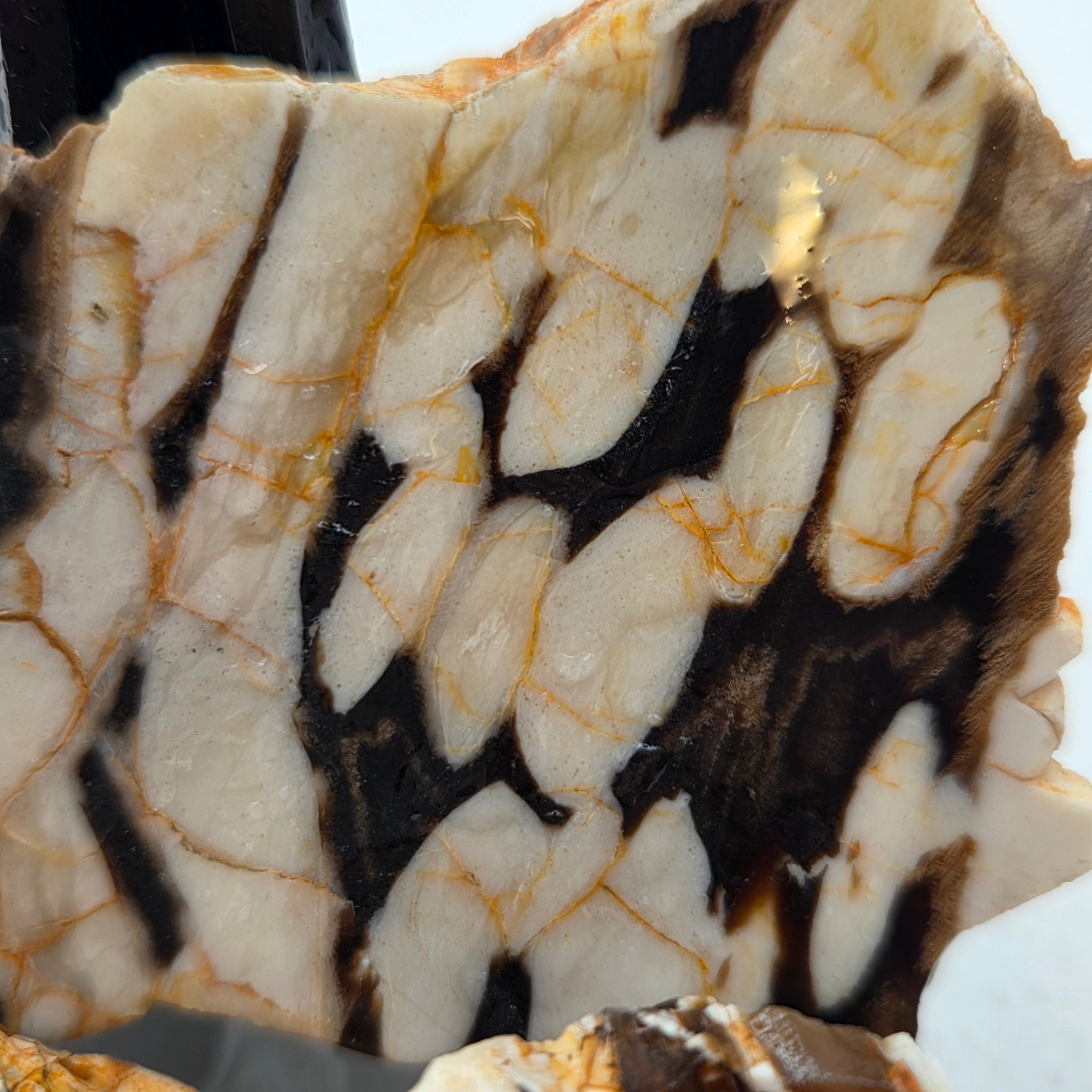 Australian Peanut Wood (Sold by the gram)